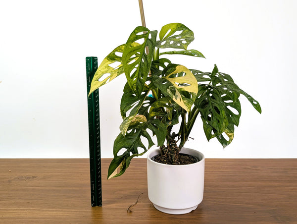 Monstera Adansonii Tricolor Aurea Variegated Multiple Growth Points XL Exact Plant #31B