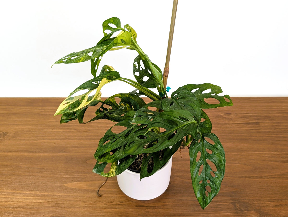 Monstera Adansonii Tricolor Aurea Variegated Multiple Growth Points XL Exact Plant #31B