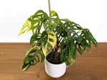 Monstera Adansonii Tricolor Aurea Variegated Multiple Growth Points XL Exact Plant #31B
