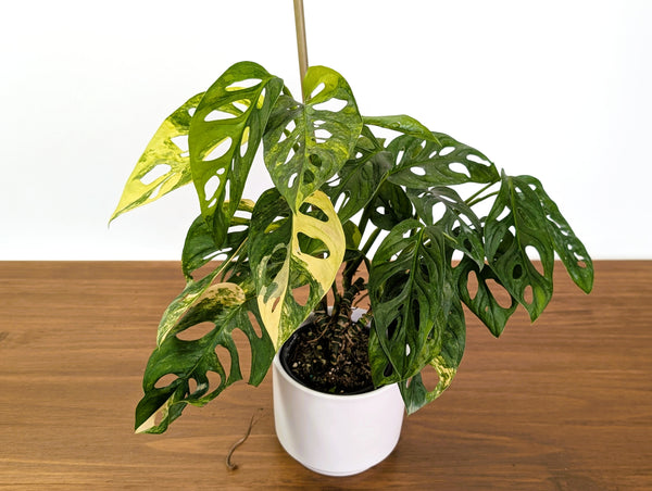 Monstera Adansonii Tricolor Aurea Variegated Multiple Growth Points XL Exact Plant #31B