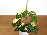 Monstera Adansonii Albo Variegated Half Moon Leaves Exact 4" Plant #31C