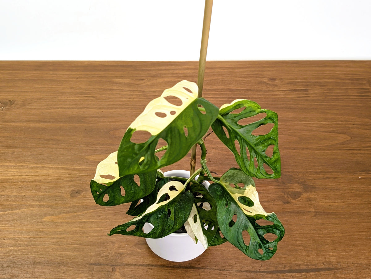 Monstera Adansonii Albo Variegated Half Moon Leaves Exact 4" Plant #31C