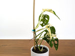 Monstera Adansonii Albo Variegated Half Moon Leaves Exact 4" Plant #31C