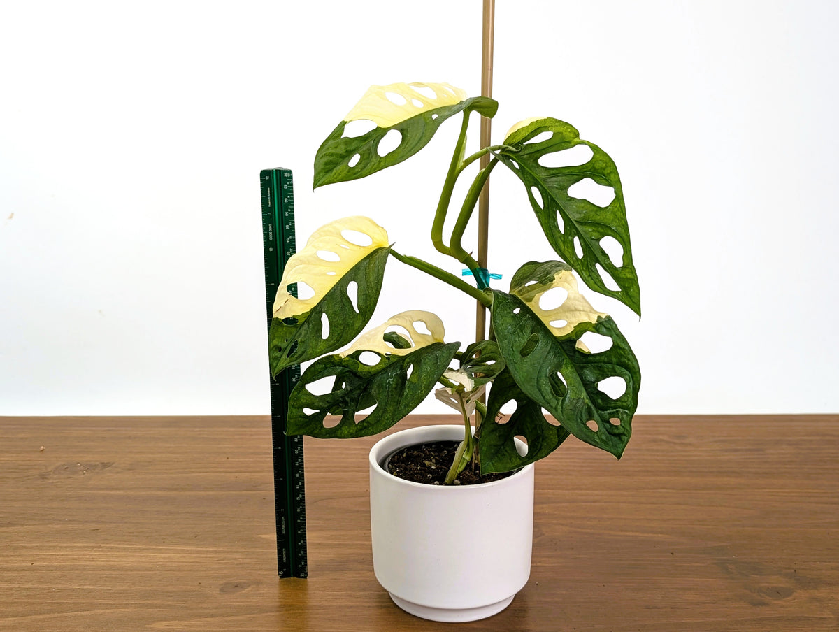 Monstera Adansonii Albo Variegated Half Moon Leaves Exact 4" Plant #31C