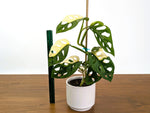 Monstera Adansonii Albo Variegated Half Moon Leaves Exact 4" Plant #31C