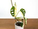 Monstera Adansonii Albo Variegated Half Moon Leaves Exact 4" Plant #31D