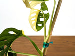 Monstera Adansonii Albo Variegated Half Moon Leaves Exact 4" Plant #31D
