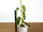 Monstera Adansonii Albo Variegated Half Moon Leaves Exact 4" Plant #31D