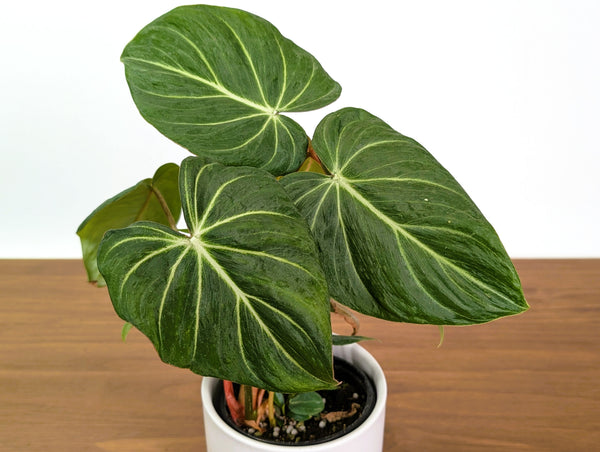 Philodendron Gloriosum Mutant Leaf Texture Variation - Exact Plant #31A