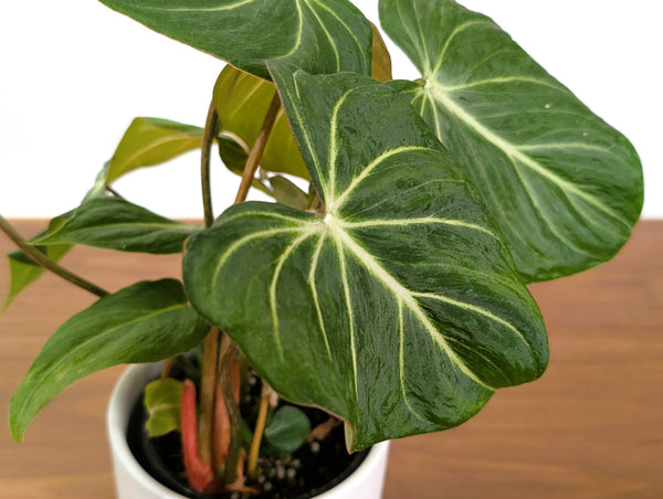 Philodendron Gloriosum Mutant Leaf Texture Variation - Exact Plant #31A
