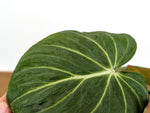 Philodendron Gloriosum Mutant Leaf Texture Variation - Exact Plant #31A