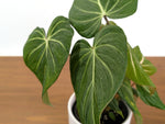 Philodendron Gloriosum Mutant Leaf Texture Variation - Exact Plant #31A