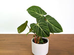 Philodendron Gloriosum Mutant Leaf Texture Variation - Exact Plant #31A
