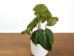 Philodendron Gloriosum Mutant Leaf Texture Variation - Exact Plant #31A