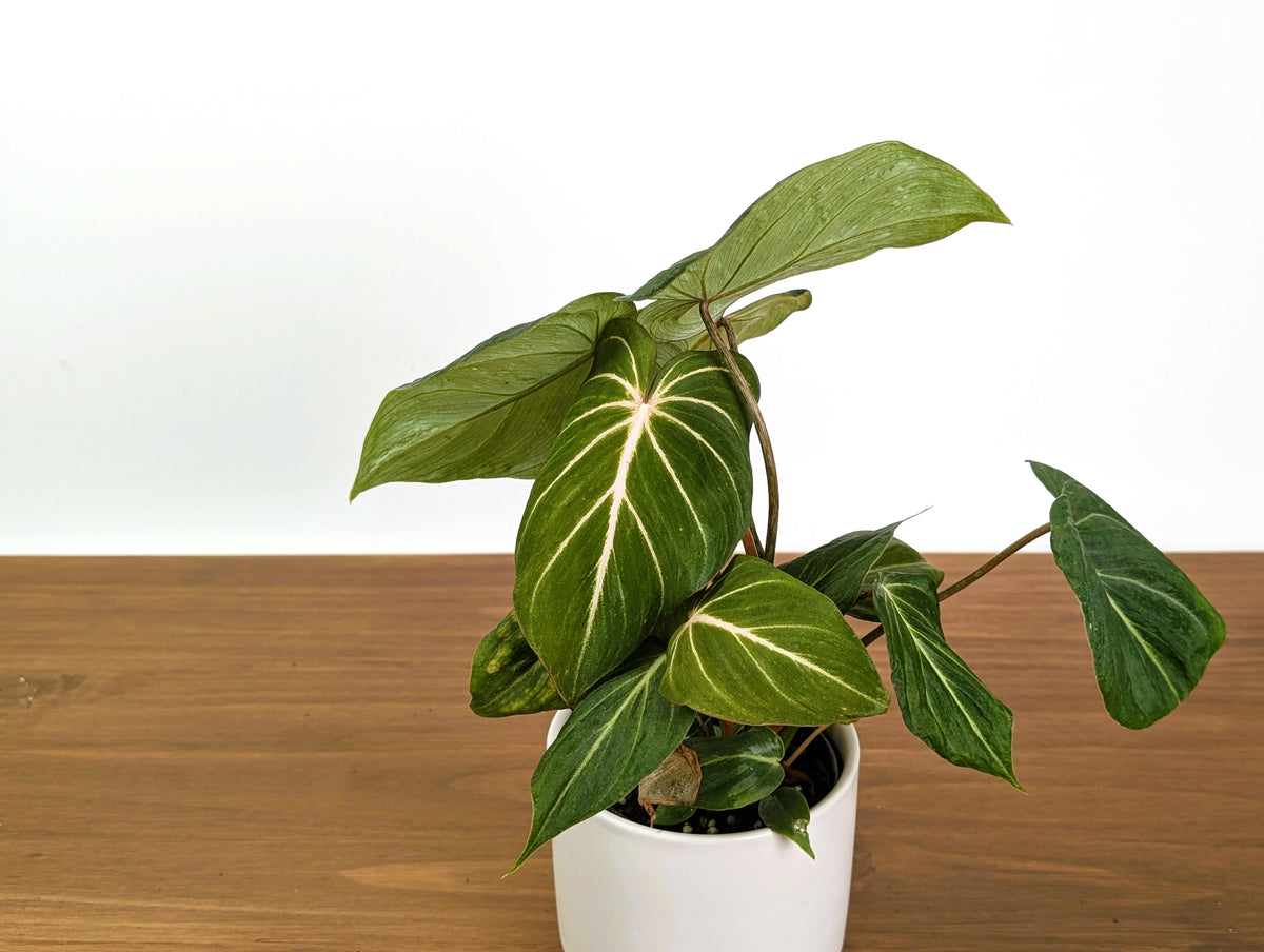 Philodendron Gloriosum Mutant Leaf Texture Variation - Exact Plant #31A