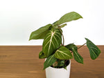 Philodendron Gloriosum Mutant Leaf Texture Variation - Exact Plant #31A