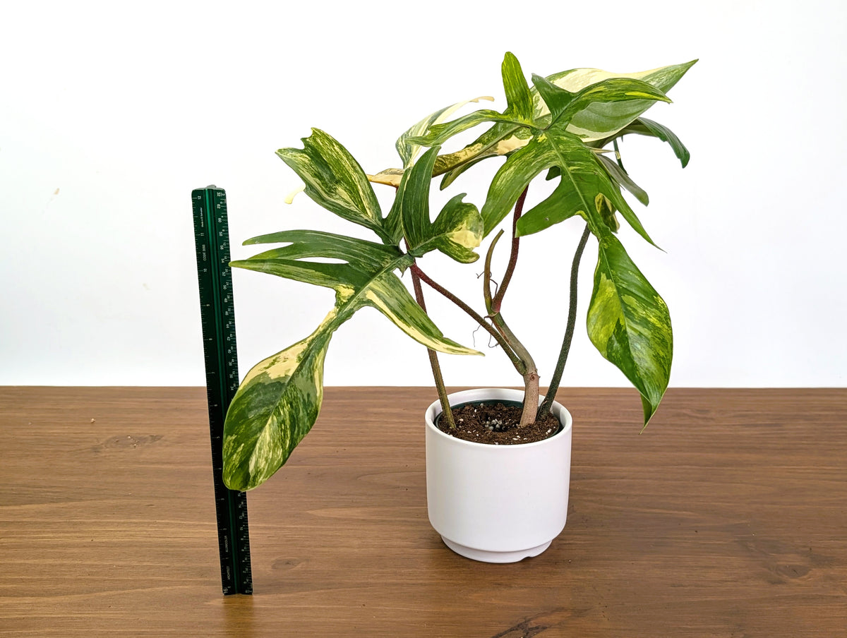 Philodendron Florida Beauty Variegated XL Exact 4" Plant #31A