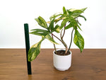 Philodendron Florida Beauty Variegated XL Exact 4" Plant #31A