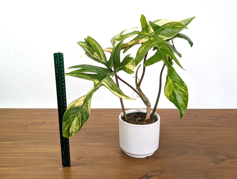 Philodendron Florida Beauty Variegated XL Exact 4" Plant #31A