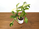 Philodendron Florida Beauty Variegated XL Exact 4" Plant #31A