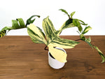 Philodendron Florida Beauty Variegated XL Exact 4" Plant #31A
