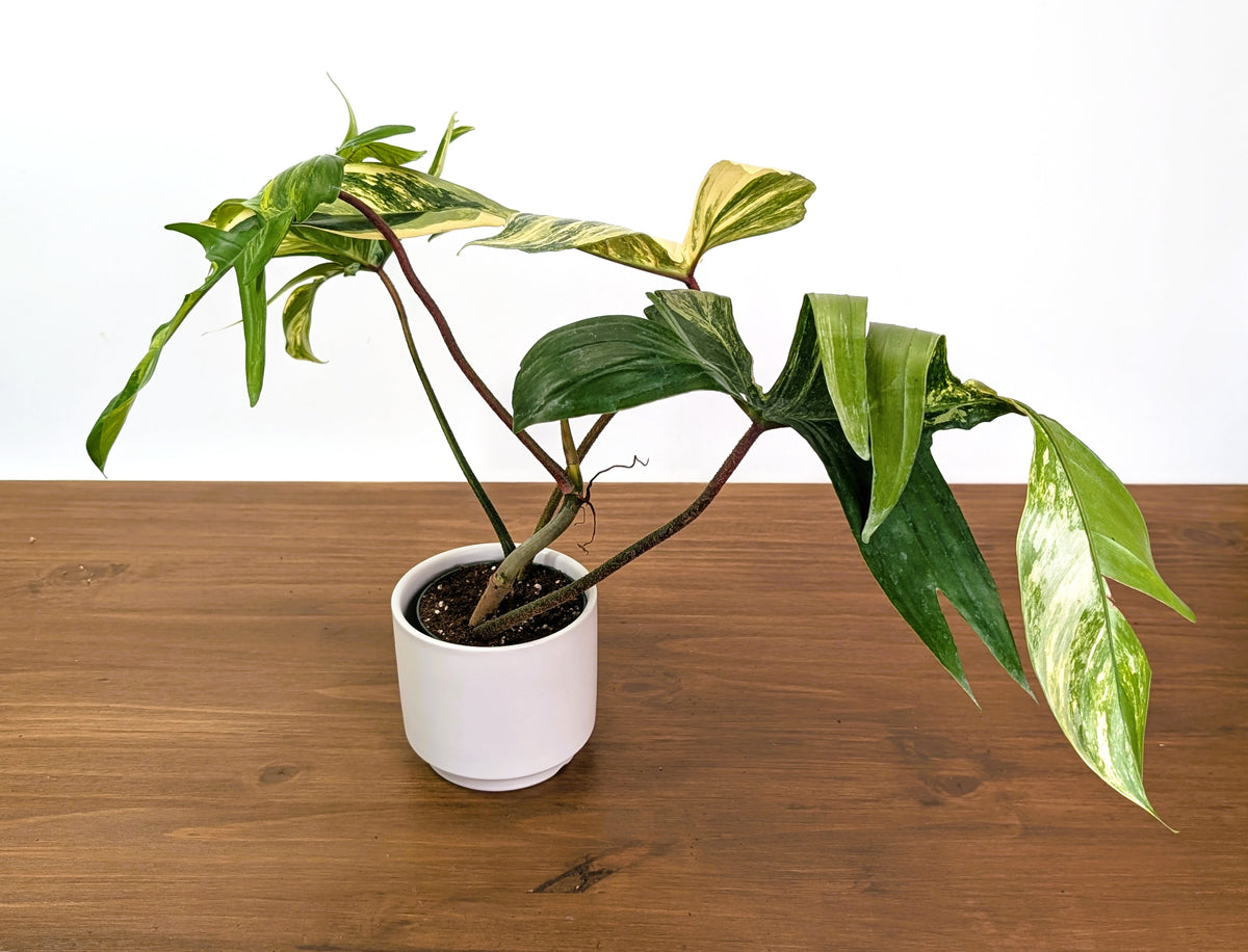 Philodendron Florida Beauty Variegated XL Exact 4" Plant #31A