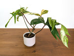 Philodendron Florida Beauty Variegated XL Exact 4" Plant #31A