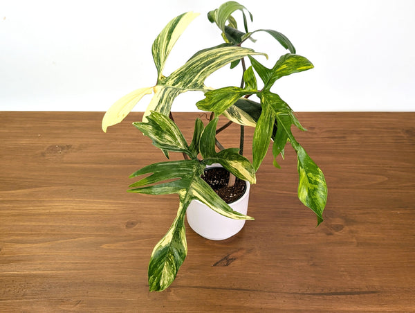 Philodendron Florida Beauty Variegated XL Exact 4" Plant #31A