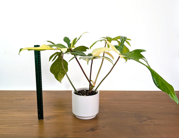 Philodendron Florida Beauty Variegated XL Exact 4" Plant #31B