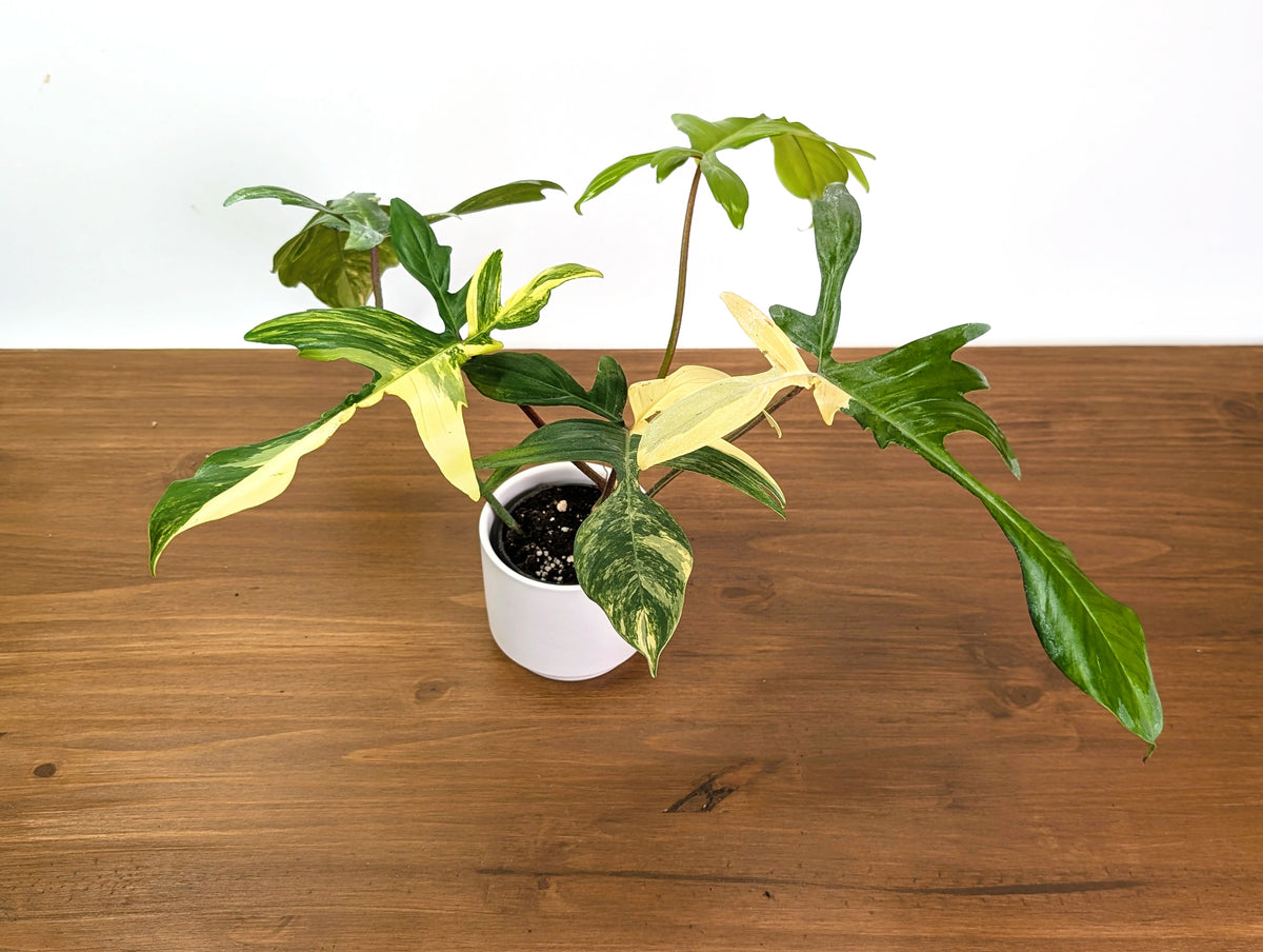 Philodendron Florida Beauty Variegated XL Exact 4" Plant #31B