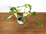 Philodendron Florida Beauty Variegated XL Exact 4" Plant #31B
