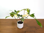 Philodendron Florida Beauty Variegated XL Exact 4" Plant #31B