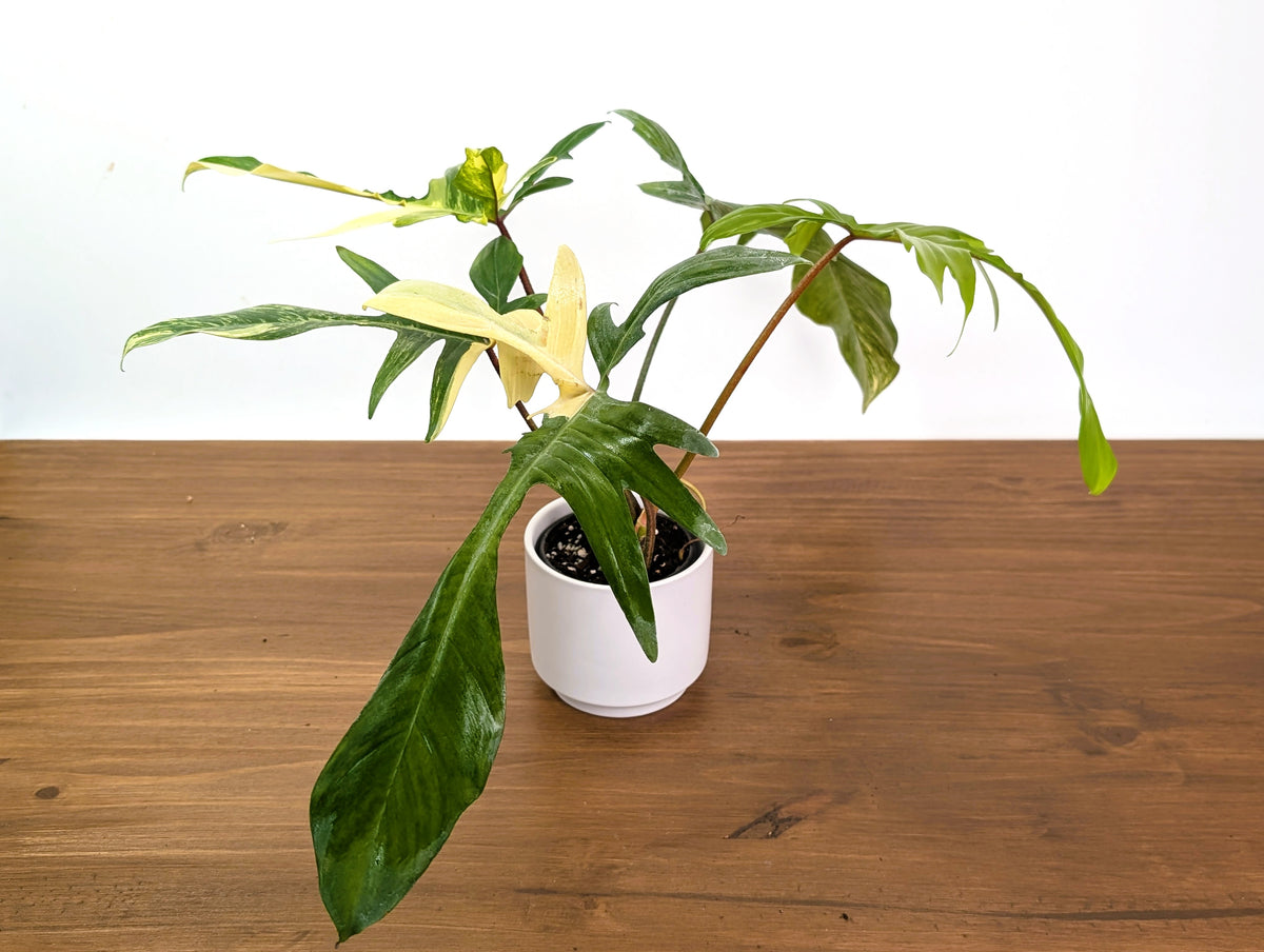 Philodendron Florida Beauty Variegated XL Exact 4" Plant #31B