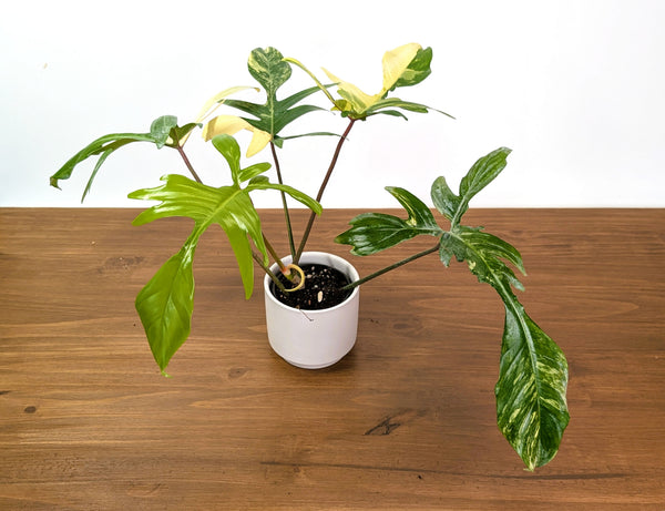 Philodendron Florida Beauty Variegated XL Exact 4" Plant #31B