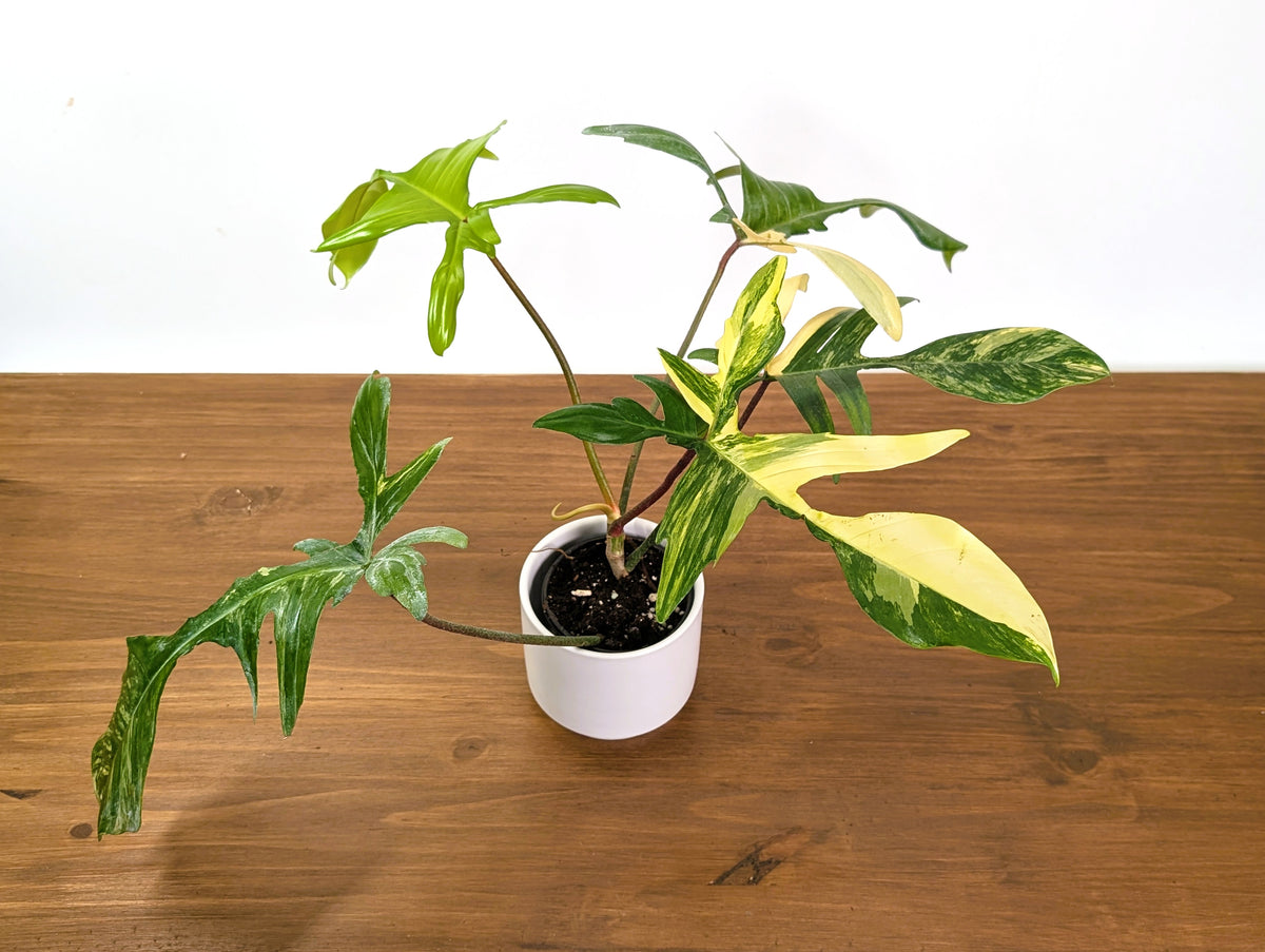 Philodendron Florida Beauty Variegated XL Exact 4" Plant #31B