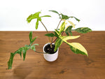 Philodendron Florida Beauty Variegated XL Exact 4" Plant #31B