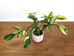 Philodendron Florida Beauty Variegated XL Exact 4" Plant #31C