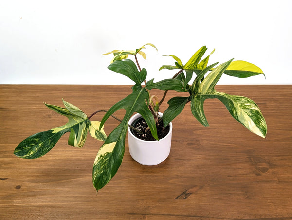 Philodendron Florida Beauty Variegated XL Exact 4" Plant #31C
