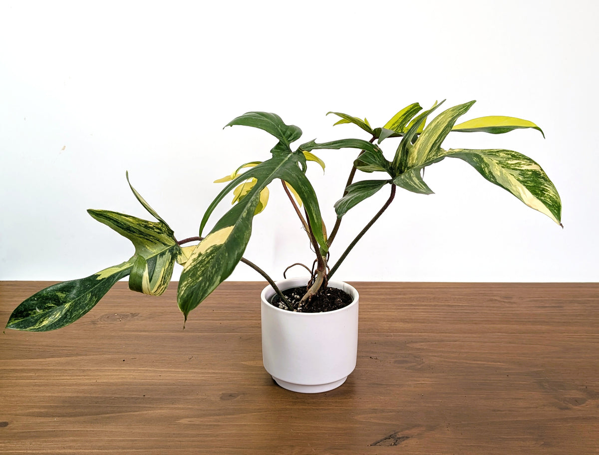 Philodendron Florida Beauty Variegated XL Exact 4" Plant #31C