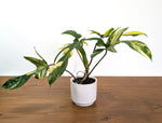 Philodendron Florida Beauty Variegated XL Exact 4" Plant #31C