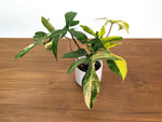 Philodendron Florida Beauty Variegated XL Exact 4" Plant #31C