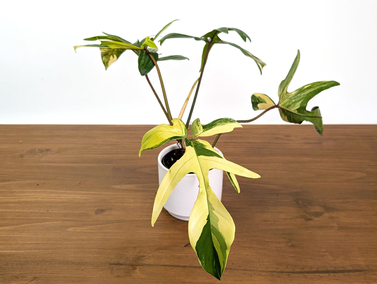 Philodendron Florida Beauty Variegated XL Exact 4" Plant #31C