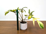 Philodendron Florida Beauty Variegated XL Exact 4" Plant #31C