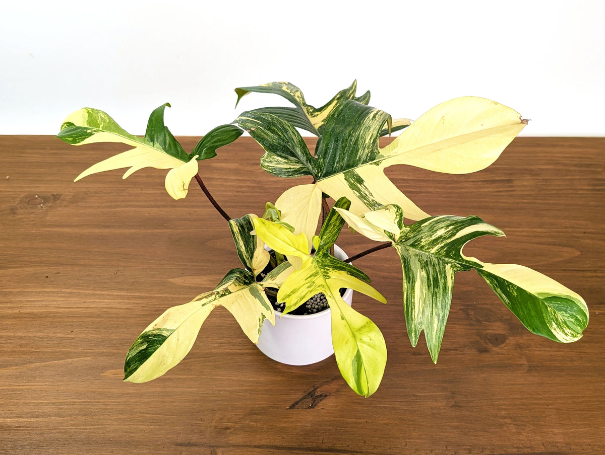 Philodendron Florida Beauty Variegated XL Exact 4" Plant #31D
