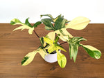 Philodendron Florida Beauty Variegated XL Exact 4" Plant #31D