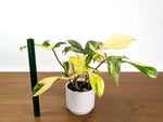 Philodendron Florida Beauty Variegated XL Exact 4" Plant #31D