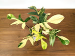 Philodendron Florida Beauty Variegated XL Exact 4" Plant #31D