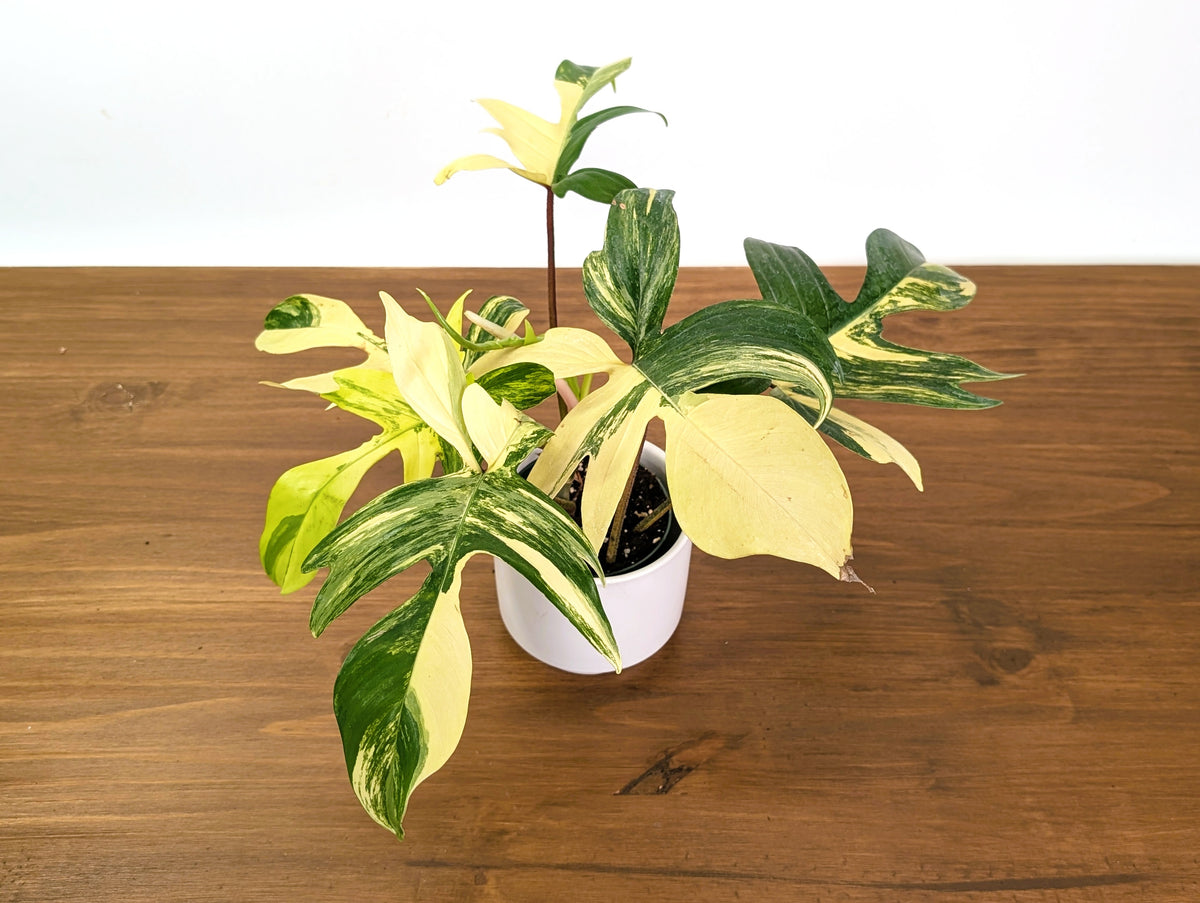 Philodendron Florida Beauty Variegated XL Exact 4" Plant #31D