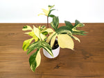 Philodendron Florida Beauty Variegated XL Exact 4" Plant #31D