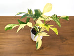 Philodendron Florida Beauty Variegated XL Exact 4" Plant #31D